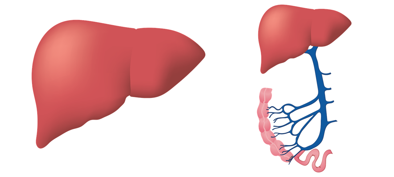 liver biology medical free photo