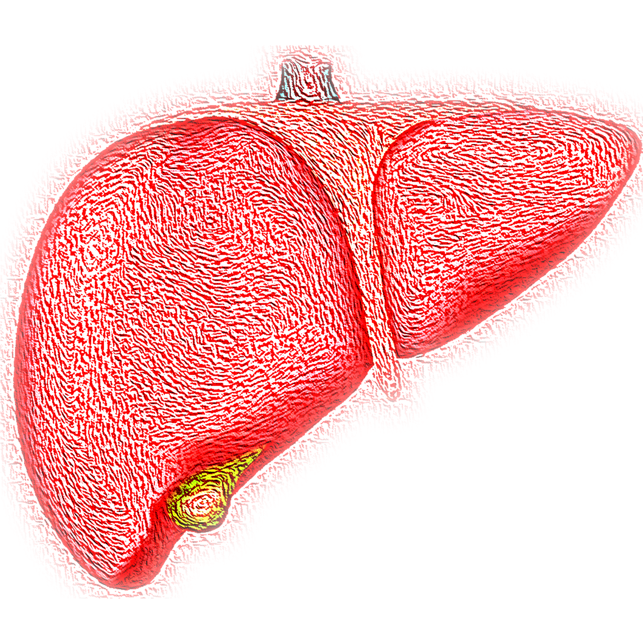 liver  hepatic  organ free photo