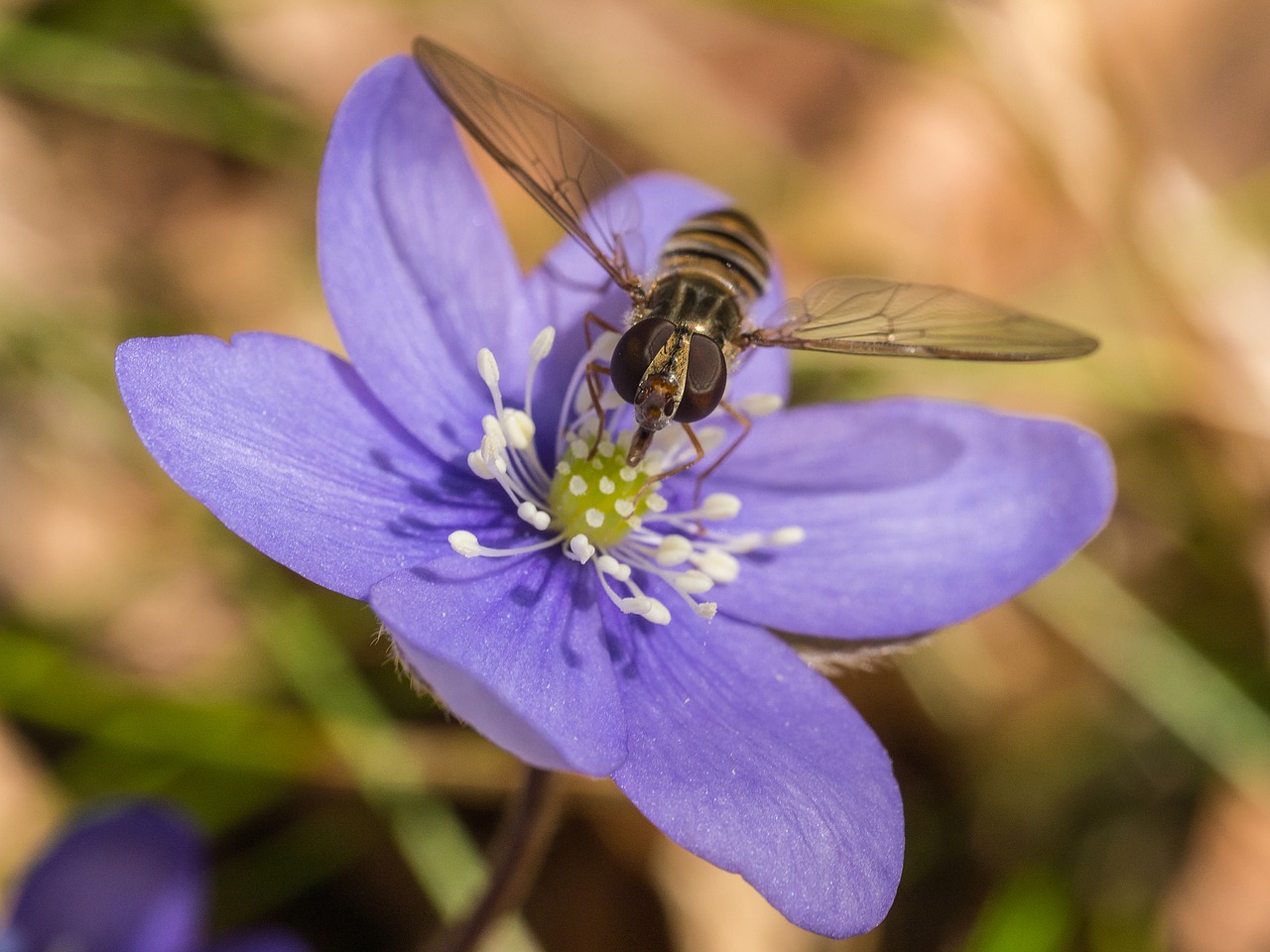 liver flower hepatica flower free photo