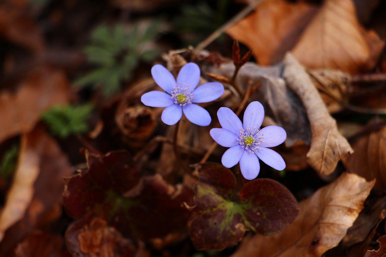 liverleaf blue spring free photo