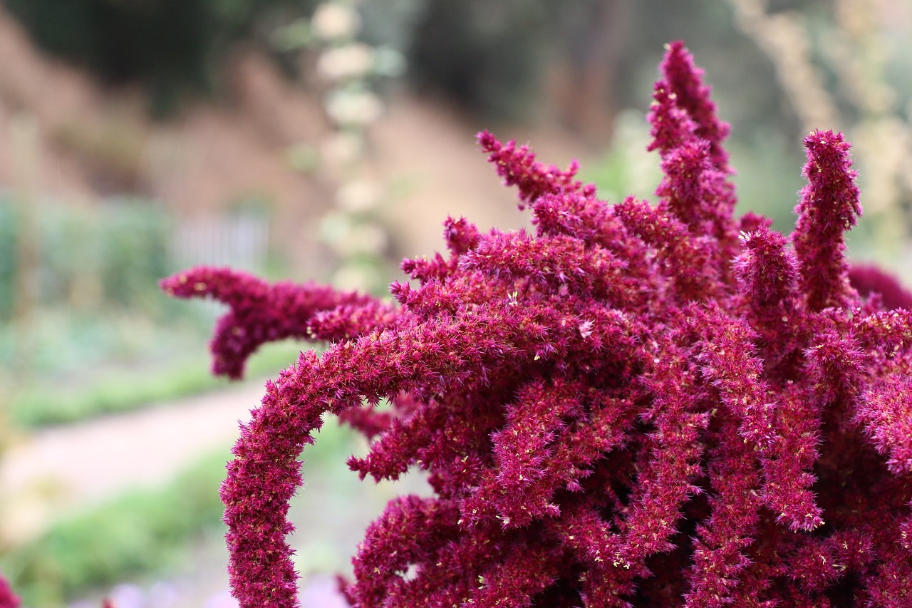 livermore  flowers  california free photo