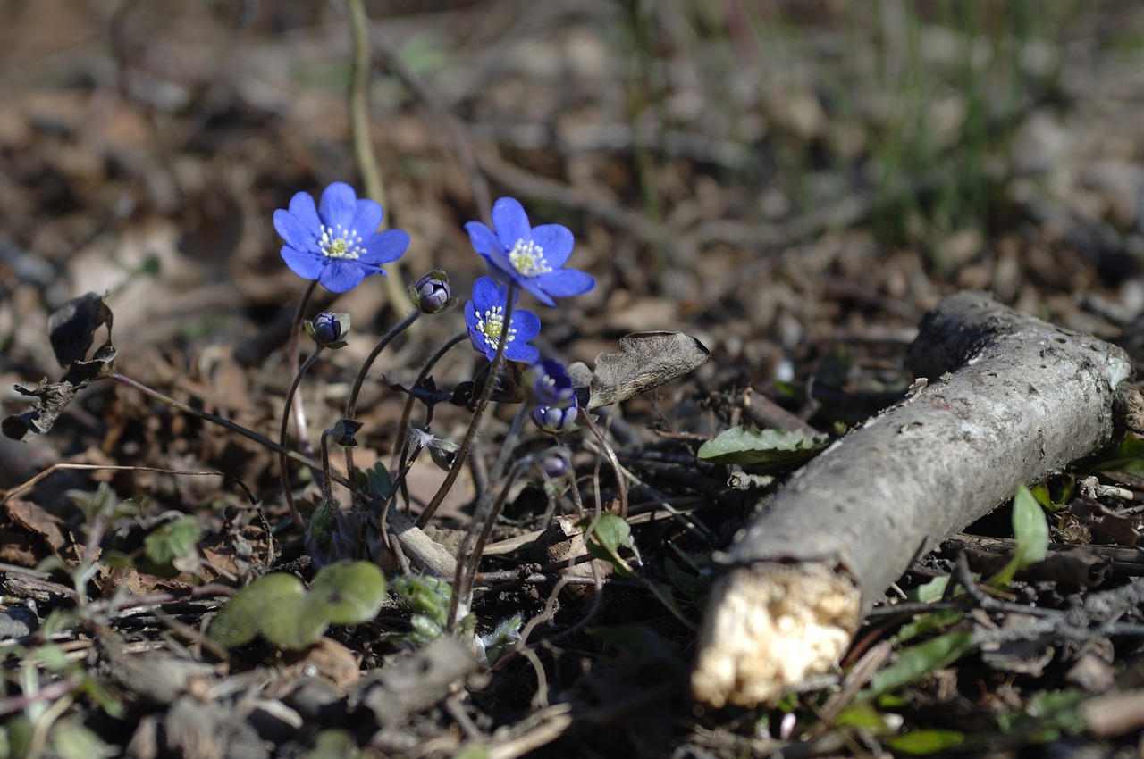 liverwort spring flowers spring free photo