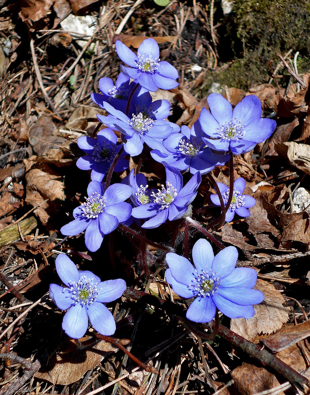 liverwort dolinka bolechowicka spring free photo