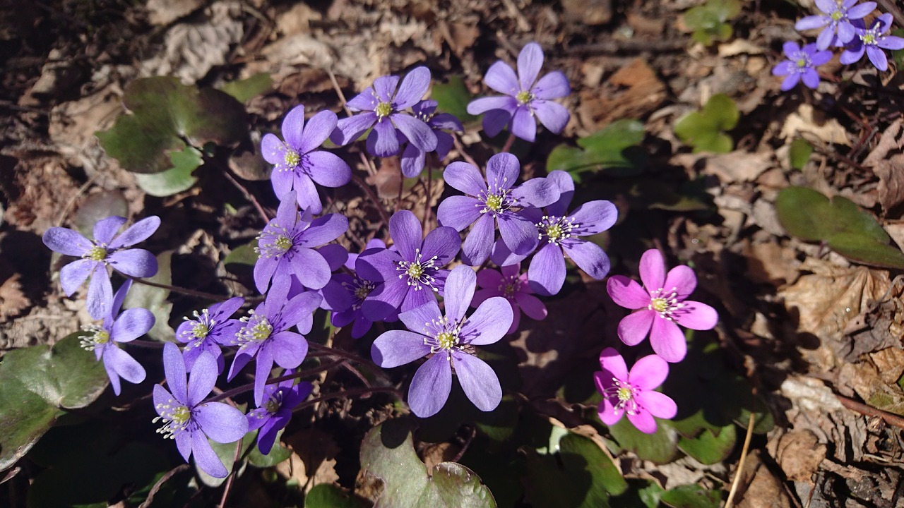 liverwort spring flowers our characters free photo