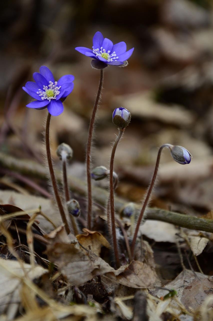 liverwort beautiful spring free photo