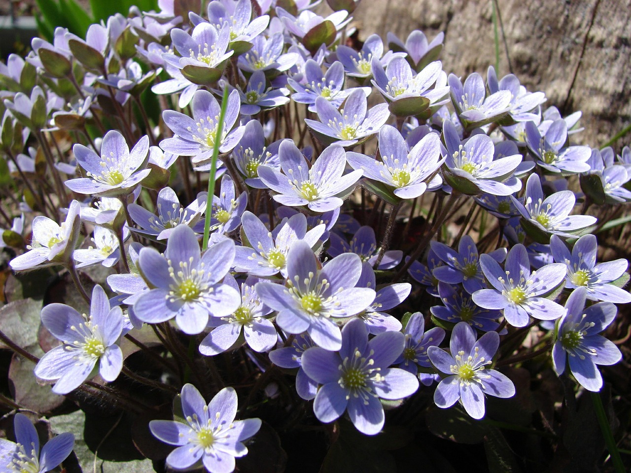 liverwort hepatica spring free photo