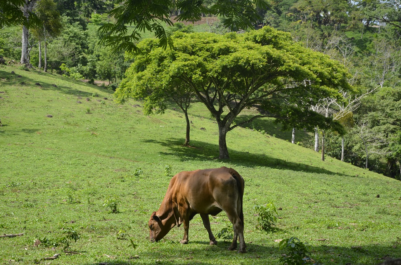 livestock climate change nutrition free photo