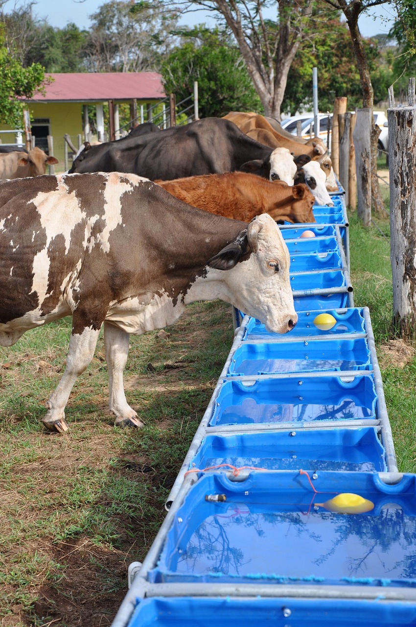 livestock drinking water free photo
