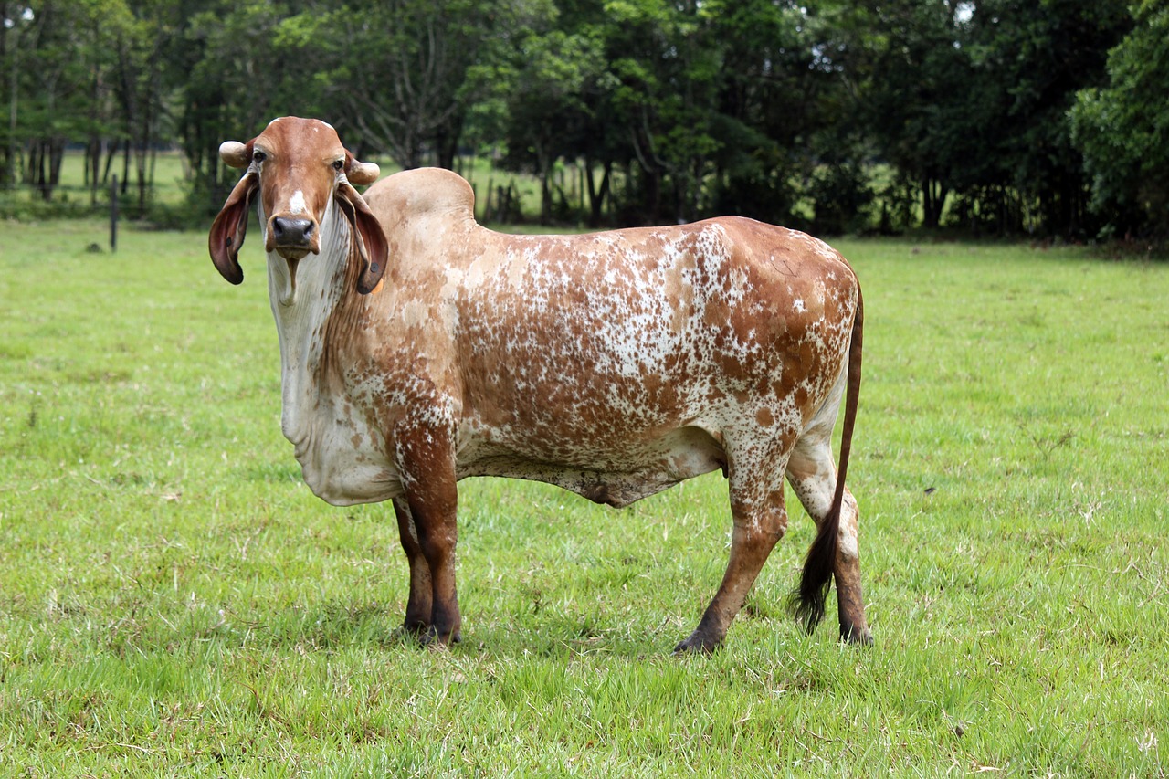 livestock bovine chunks free photo