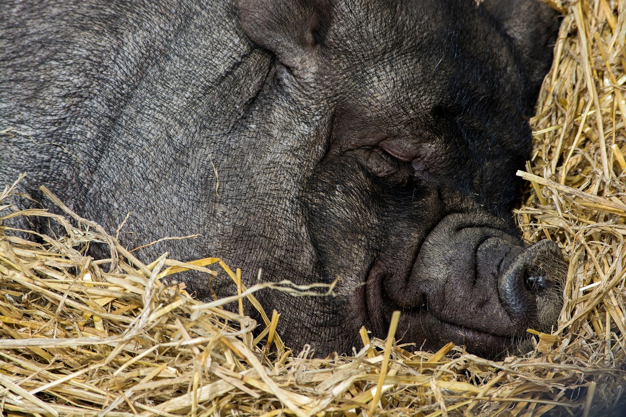 livestock animal straw free photo