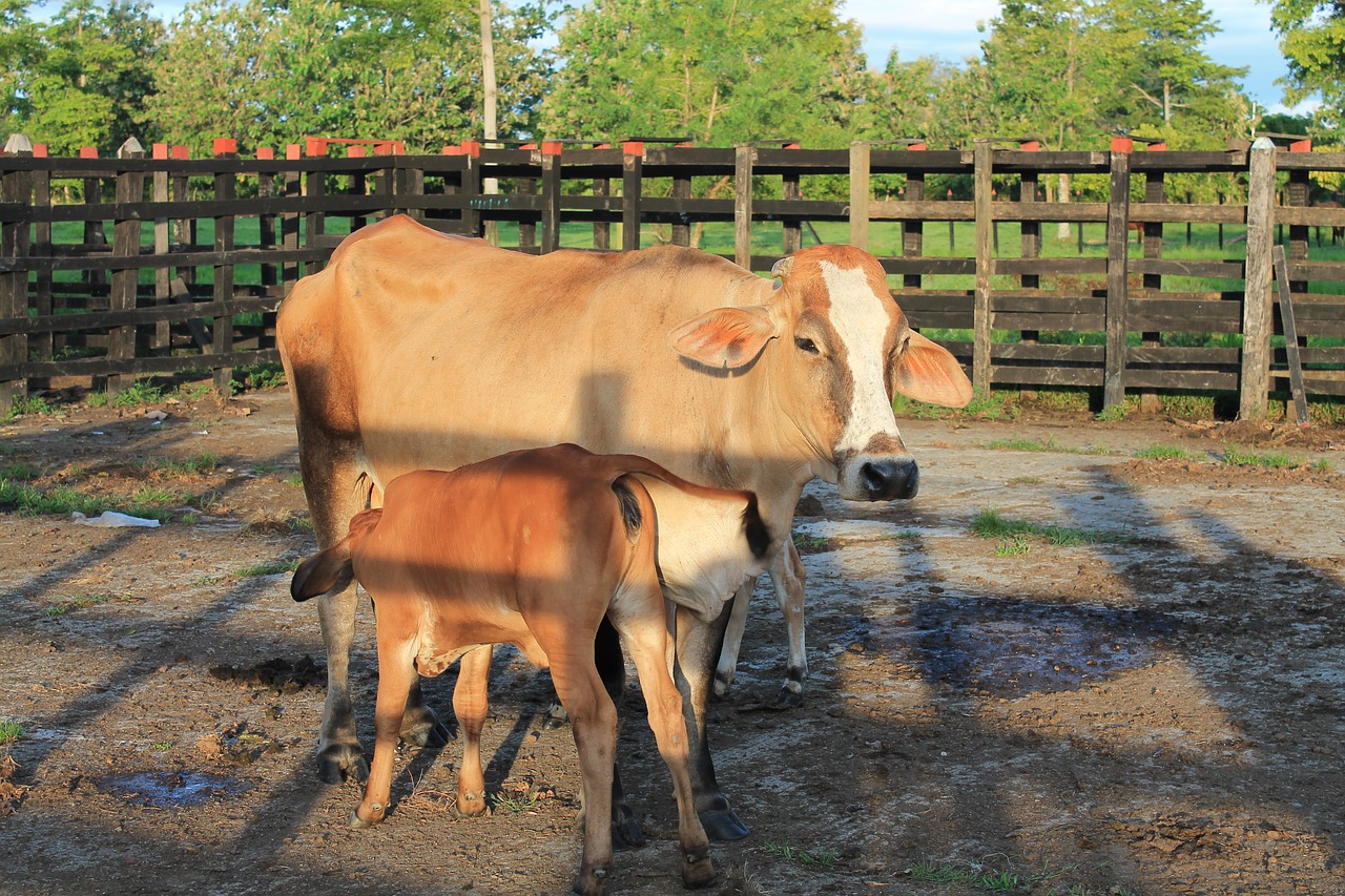 livestock poultry cows free photo