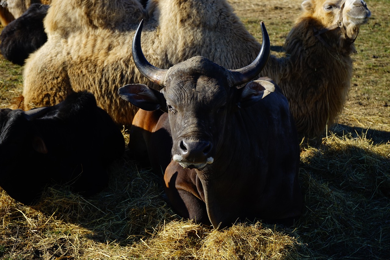 livestock beef horns free photo