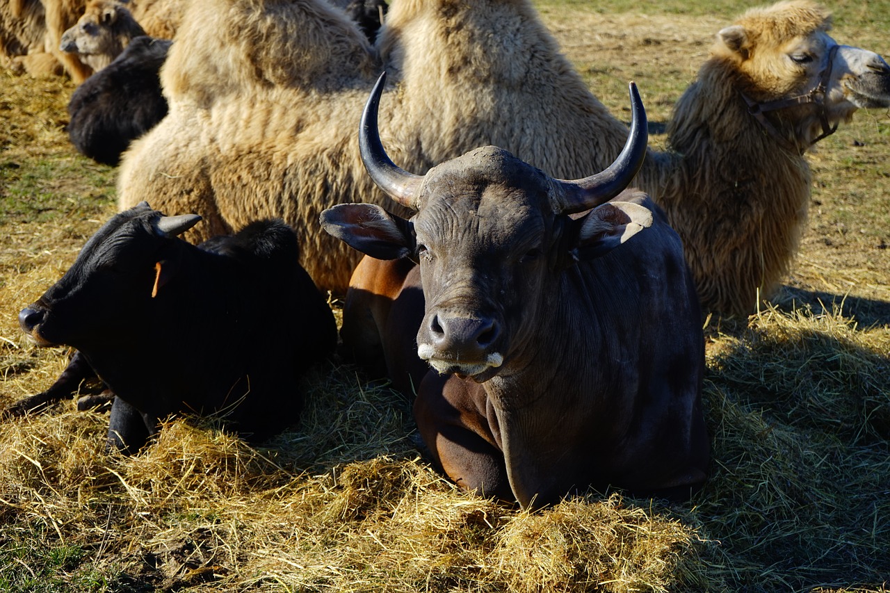 livestock beef horns free photo