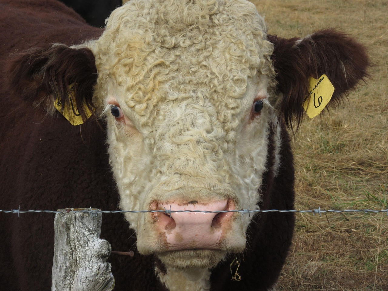 livestock cattle agriculture free photo