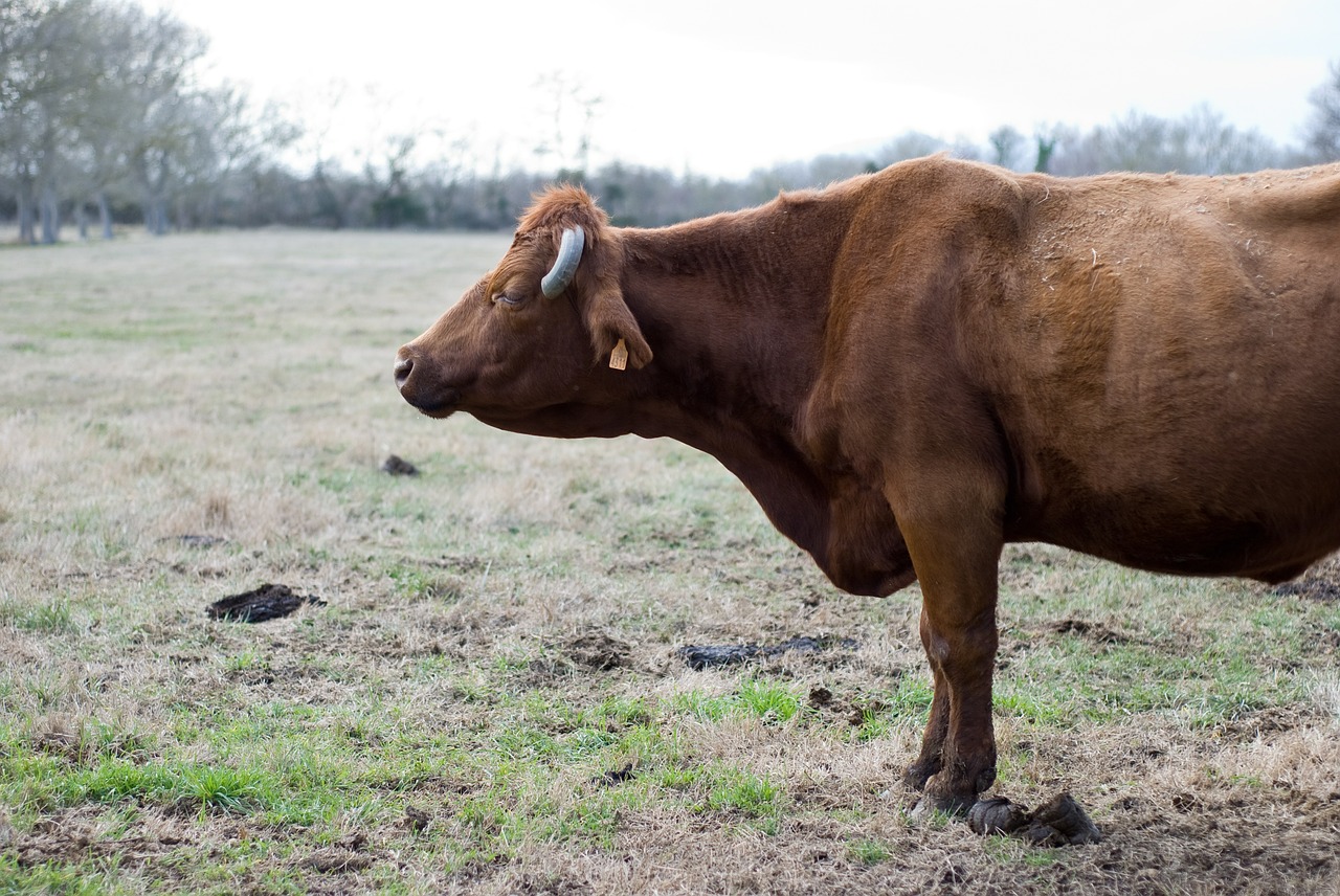 livestock beef cow free photo