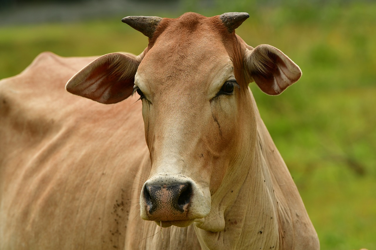 livestock  cattle  cow free photo