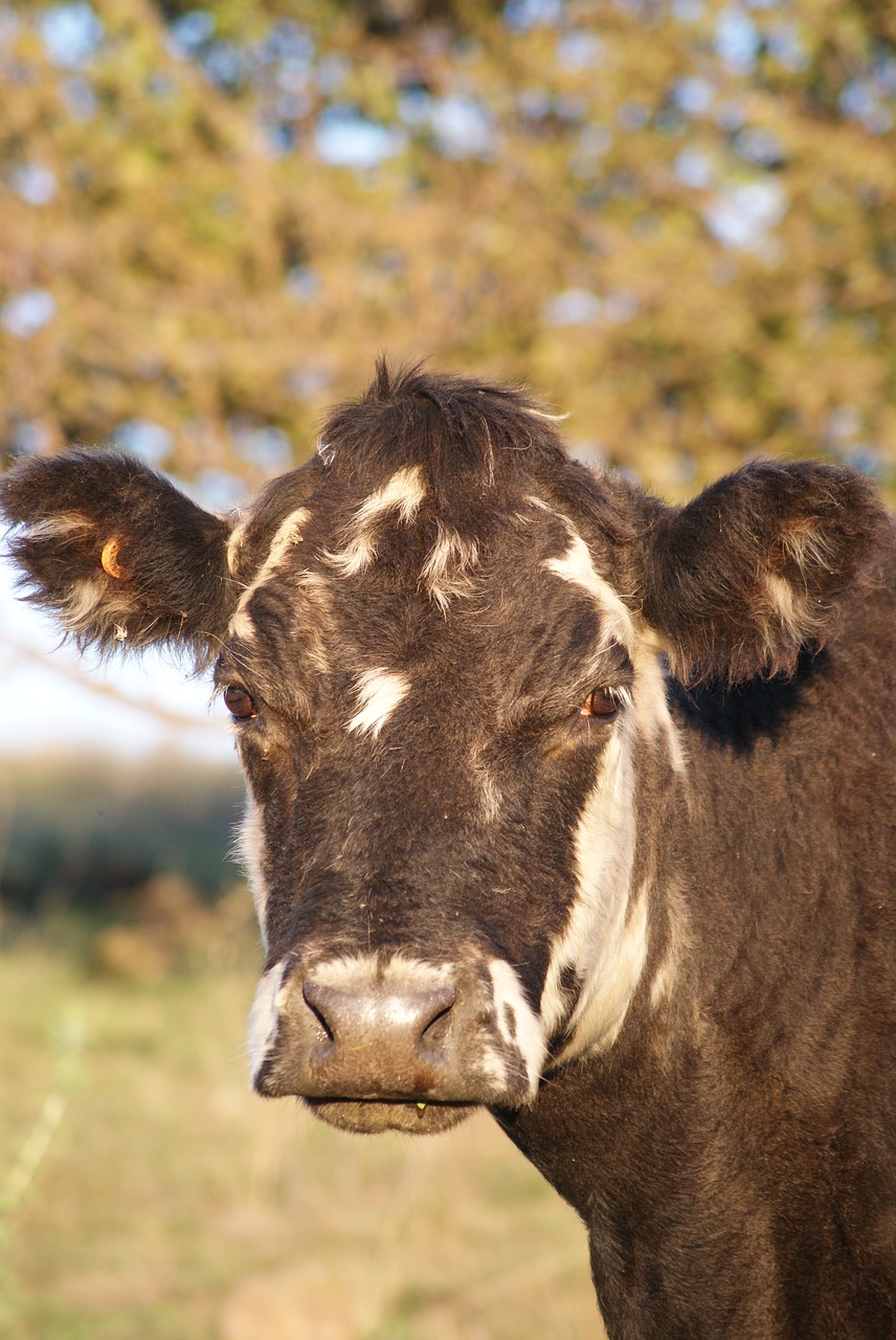 livestock  agriculture  farm free photo