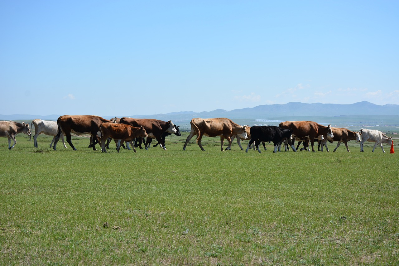 livestock  cows  animals free photo