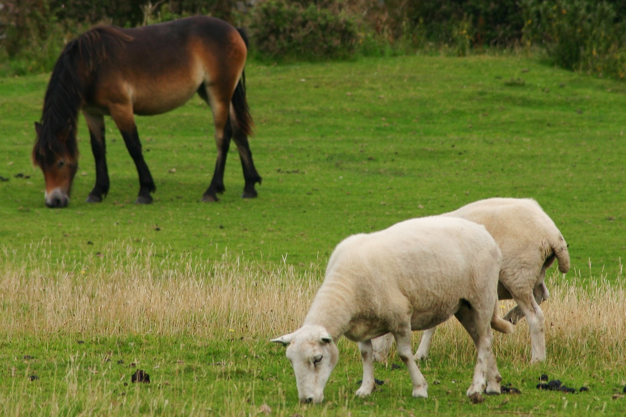 livestock sheep exmoor free photo