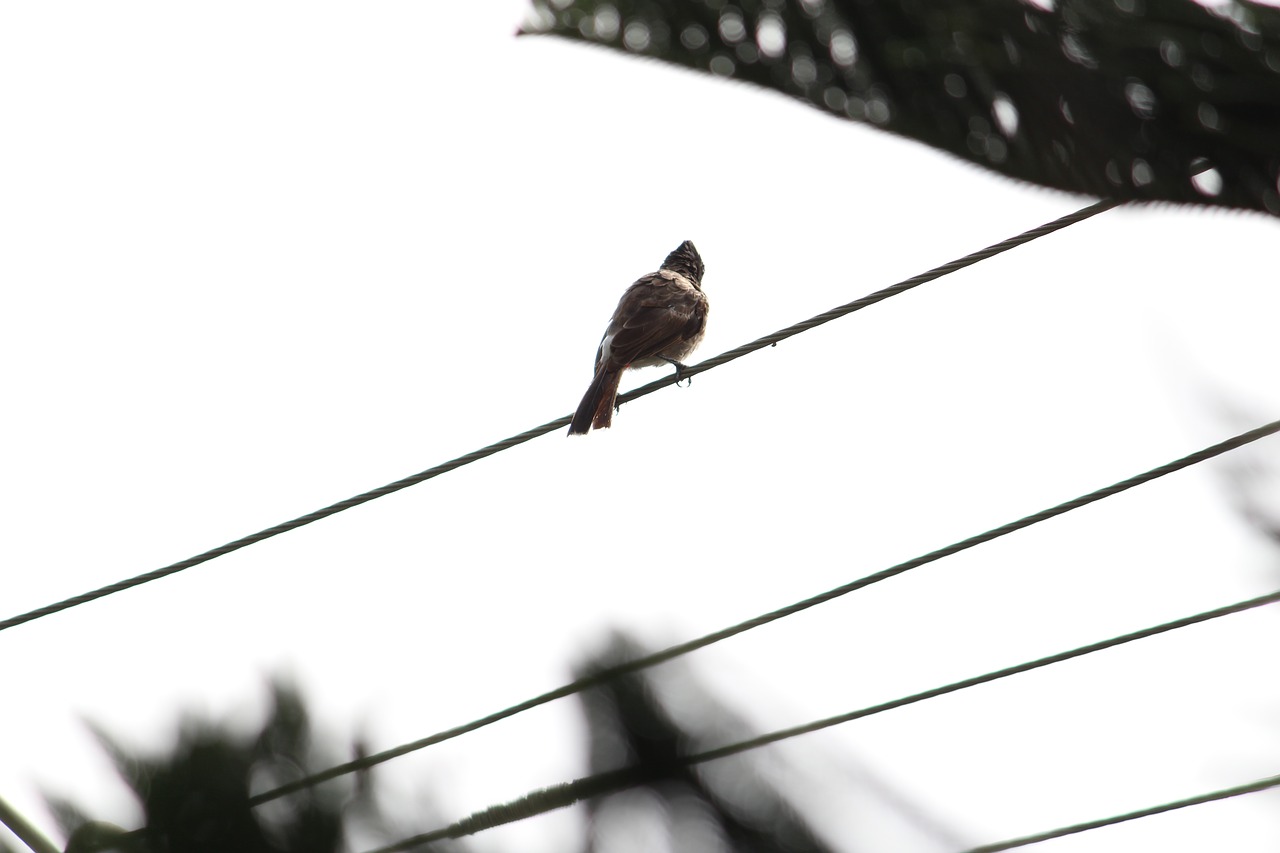 livewire sparrow bird free photo