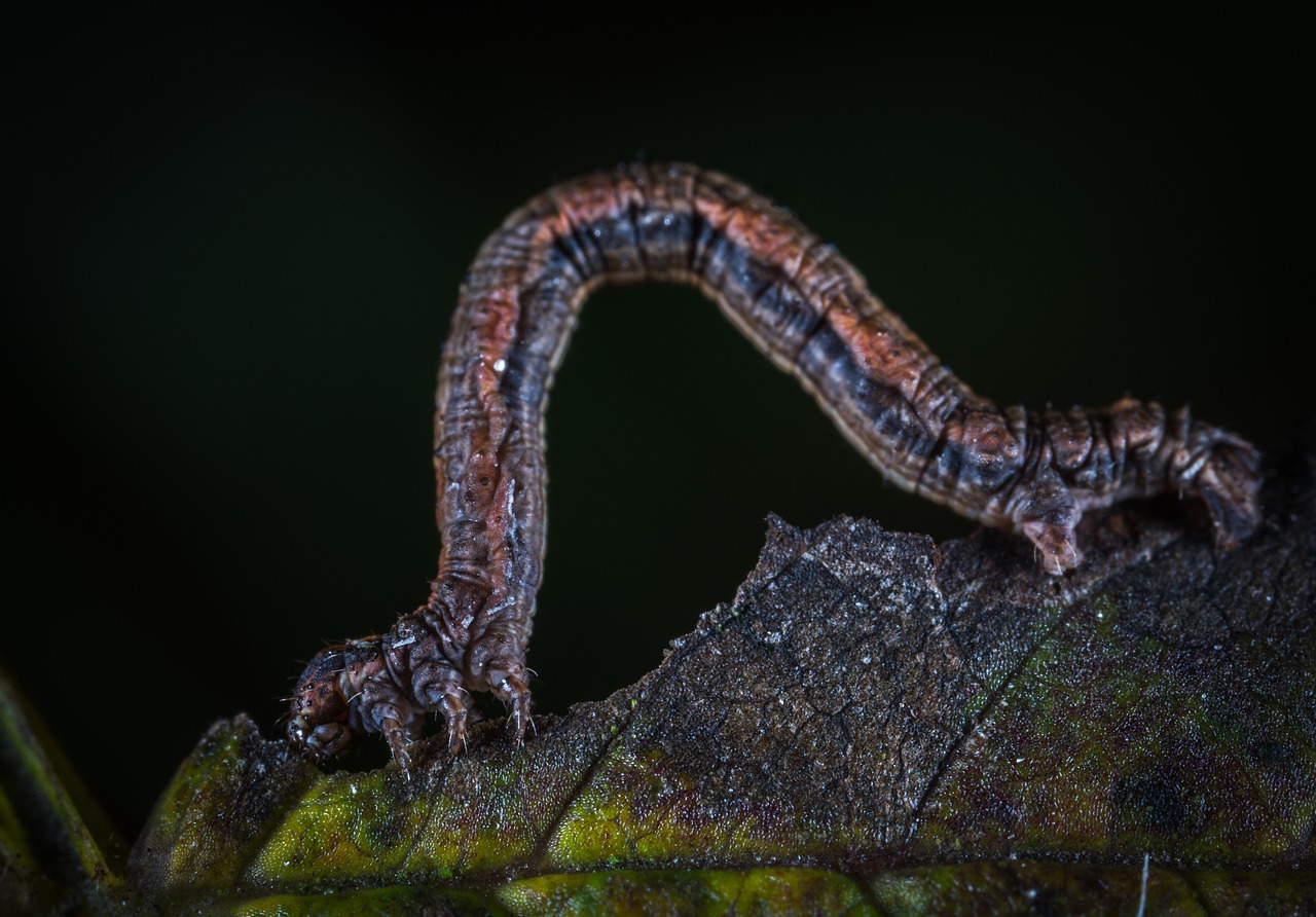 living nature larva bespozvonochnoe free photo