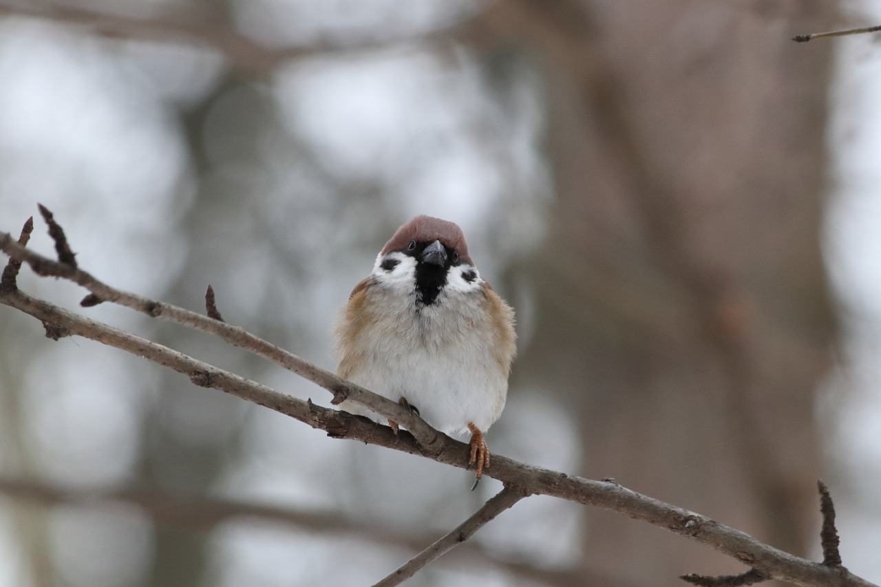 living nature bird nature free photo