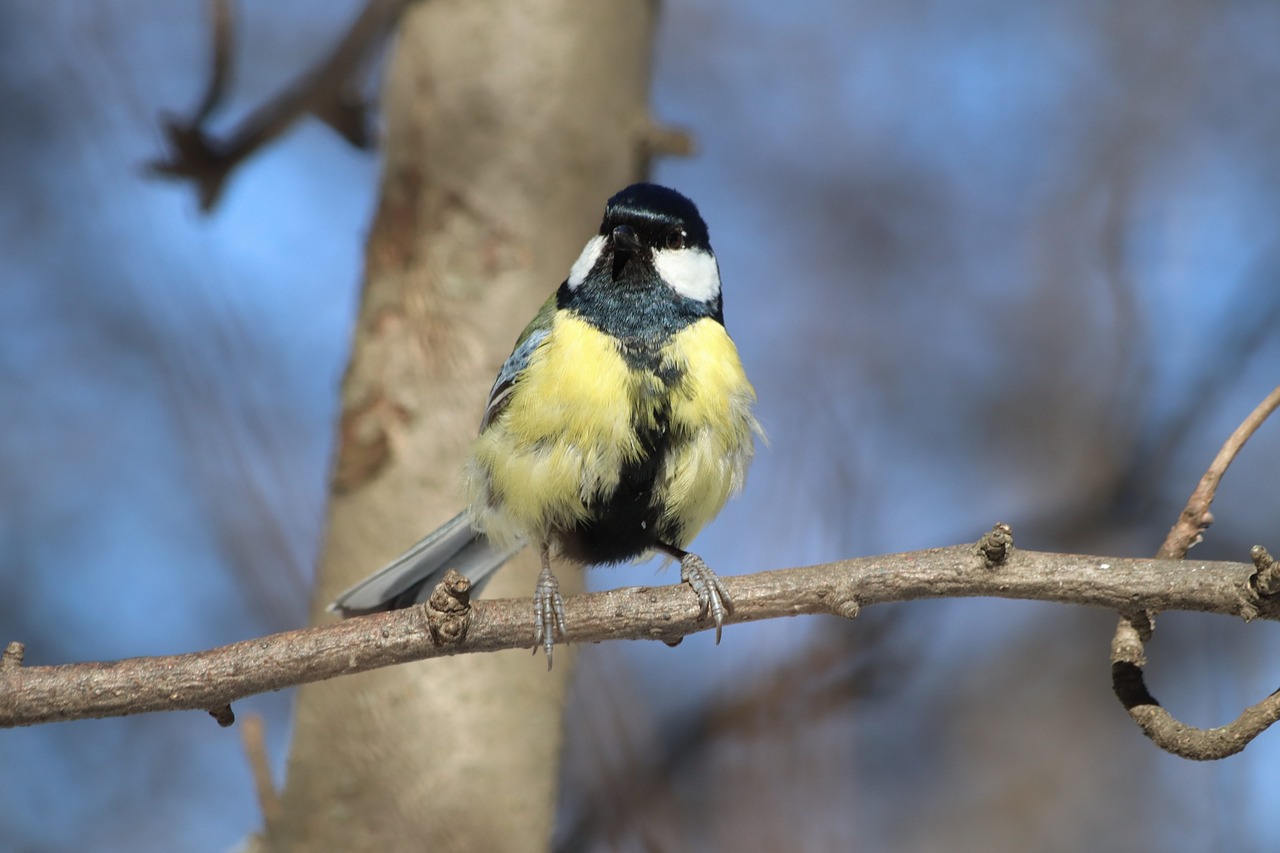 living nature bird nature free photo