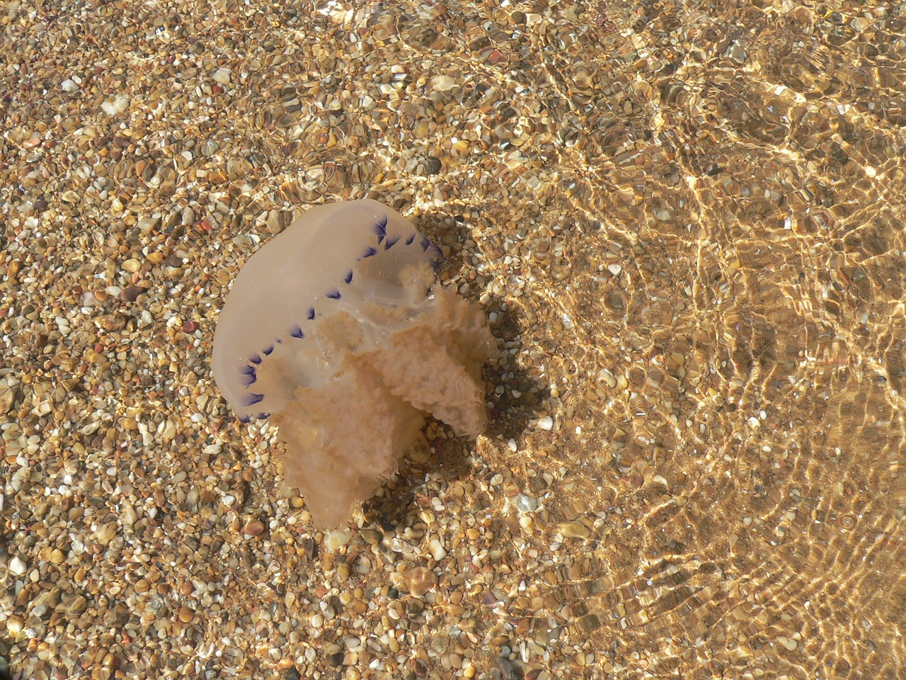 medusa living water sea free photo