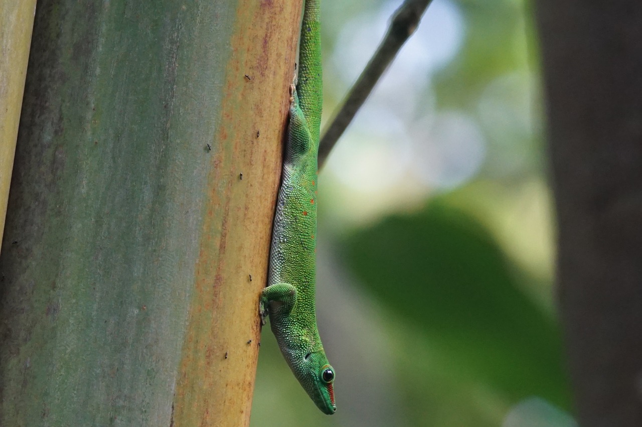 lizard scale madagascar day gecko free photo