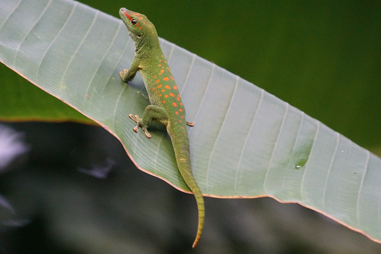 lizard scale madagascar day gecko free photo