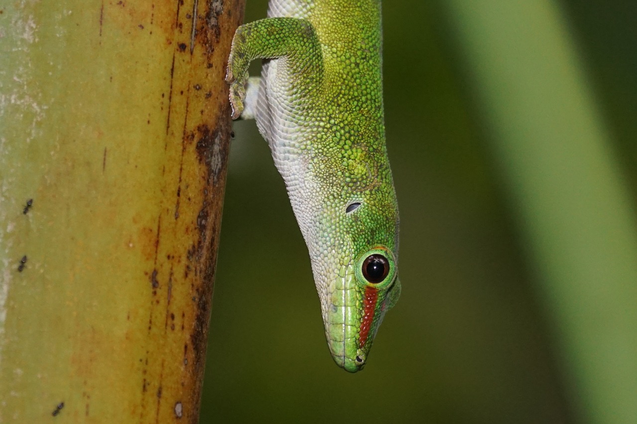 lizard scale madagascar day gecko free photo