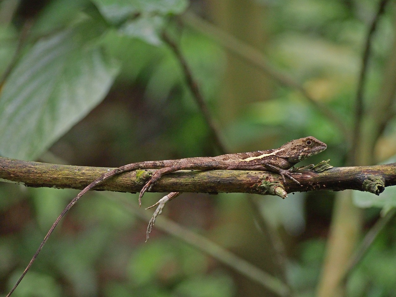 lizard rest fat lazy free photo