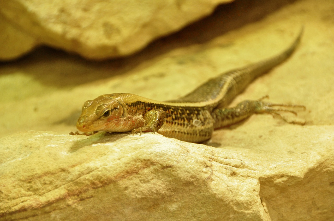 lizard animals reptile free photo