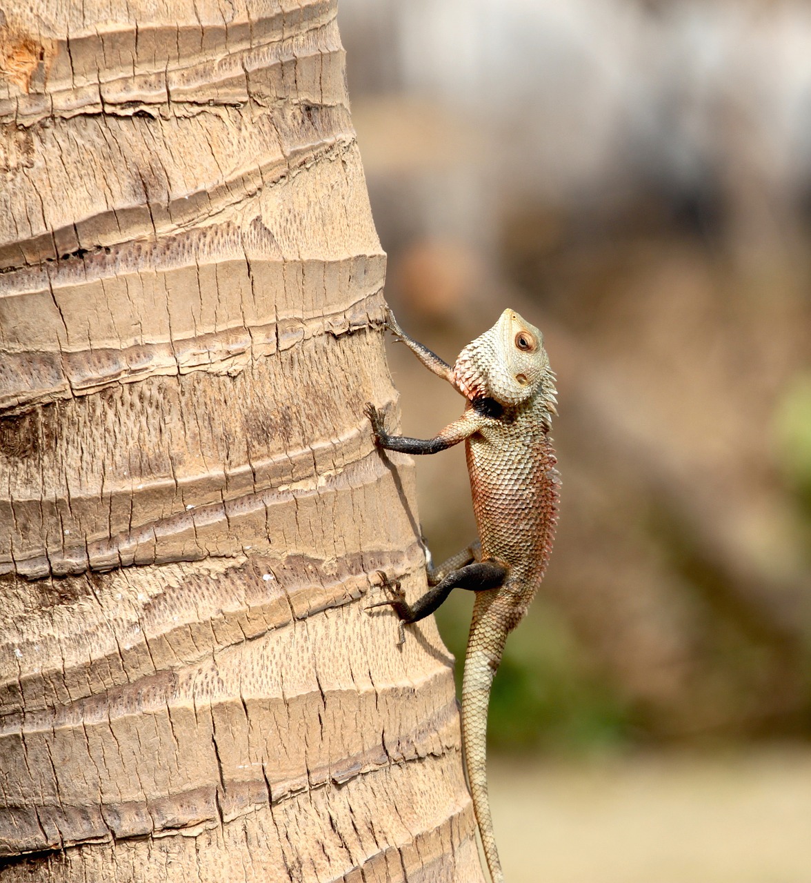 lizard tree palm free photo