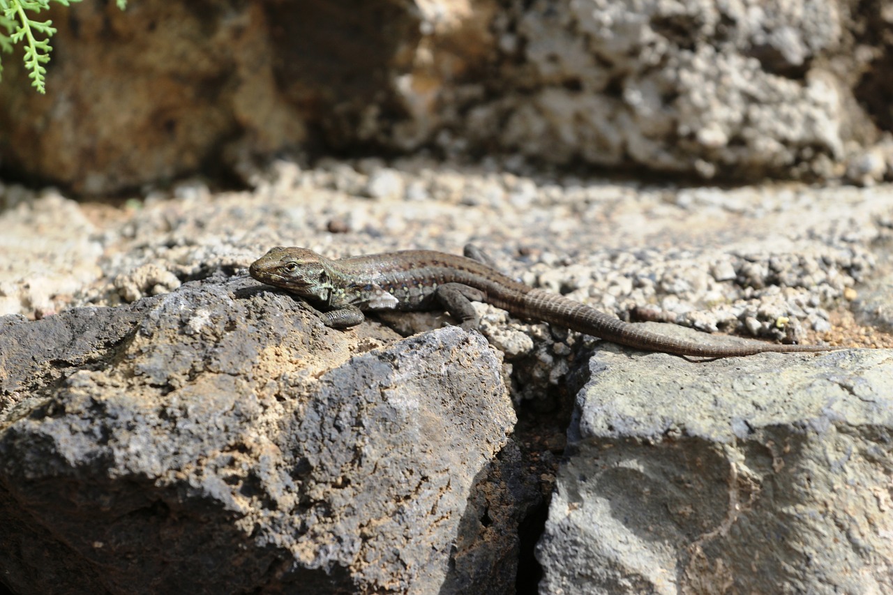 lizard reptile animal free photo