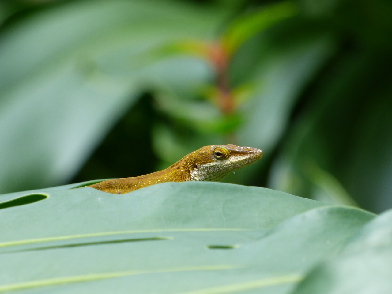 lizard plant hawaii free photo