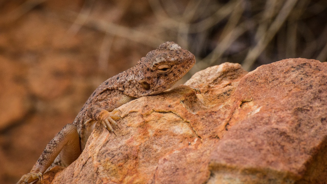 lizard desert reptile free photo