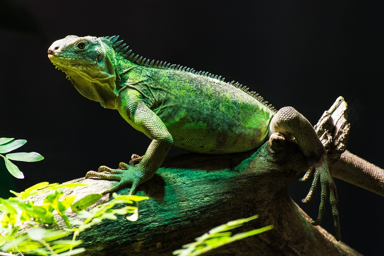 lizard iguana reptile free photo