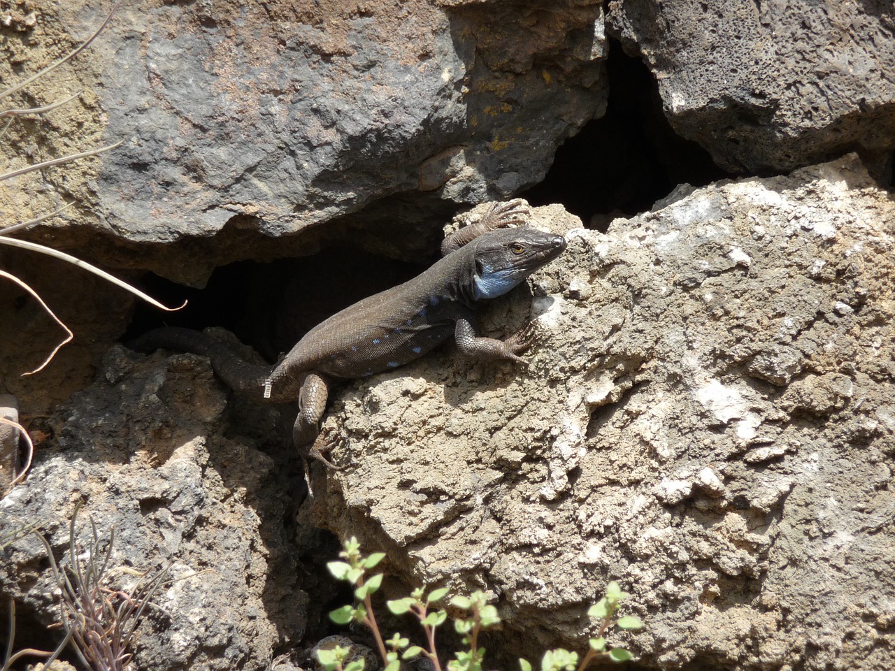 lizard lava rock free photo