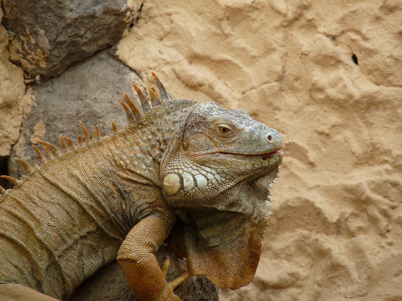 lizard desert lizard skin free photo