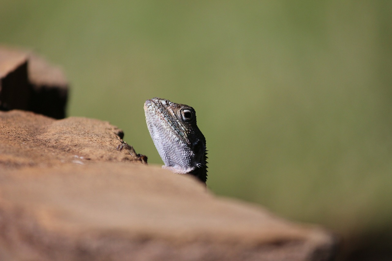 lizard reptile tsavo free photo