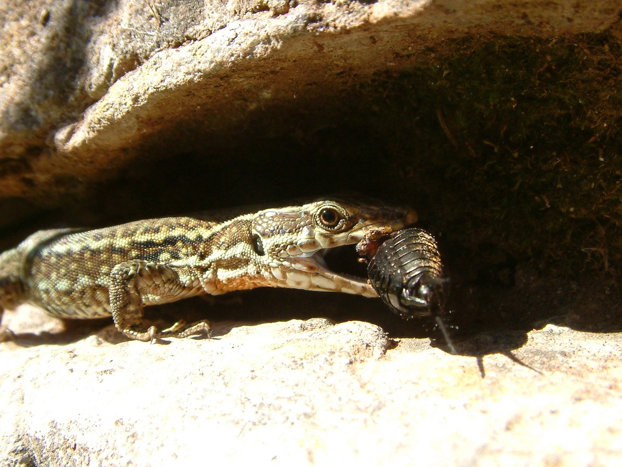 lizard cricket reptile free photo