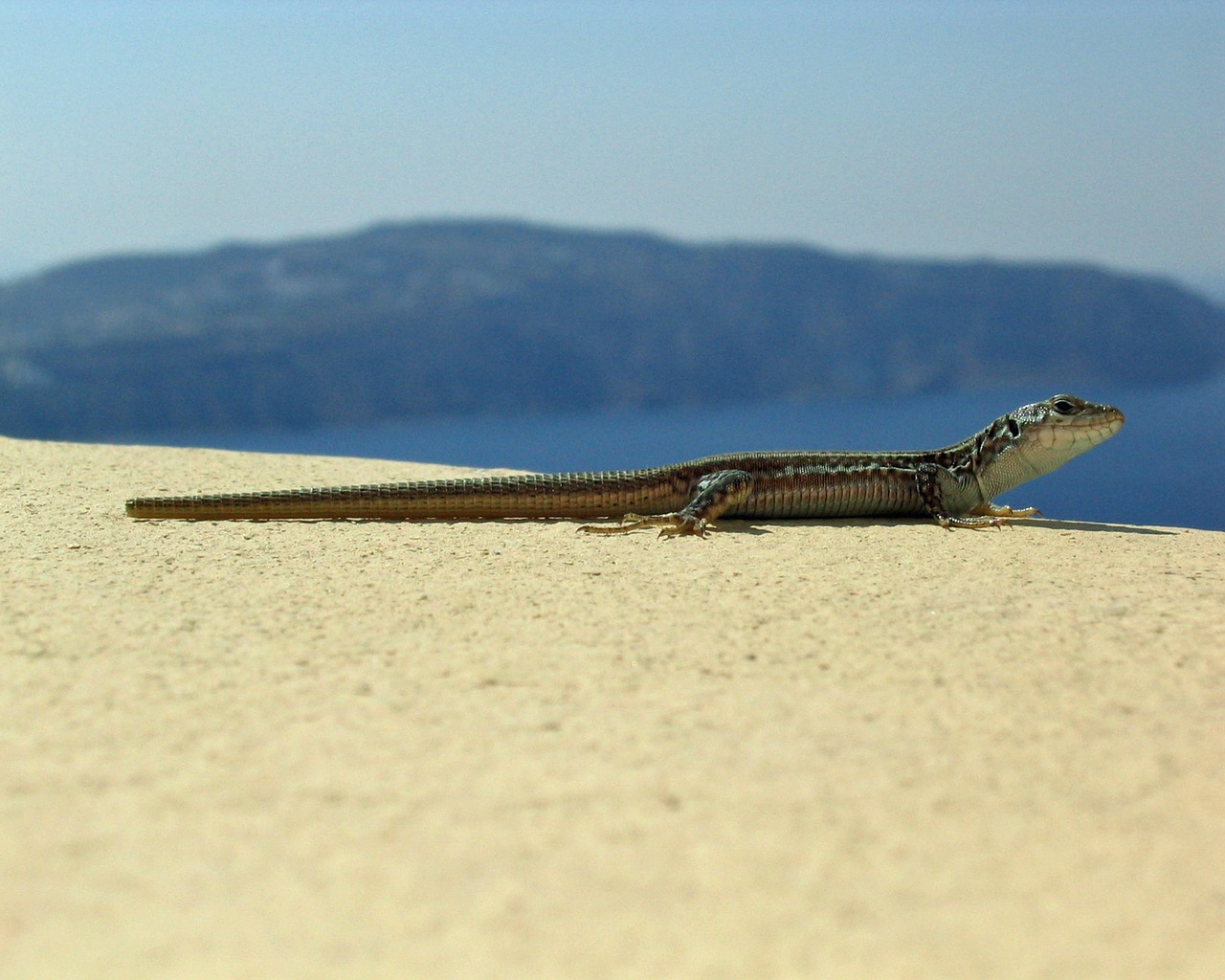 lizard reptile animal free photo