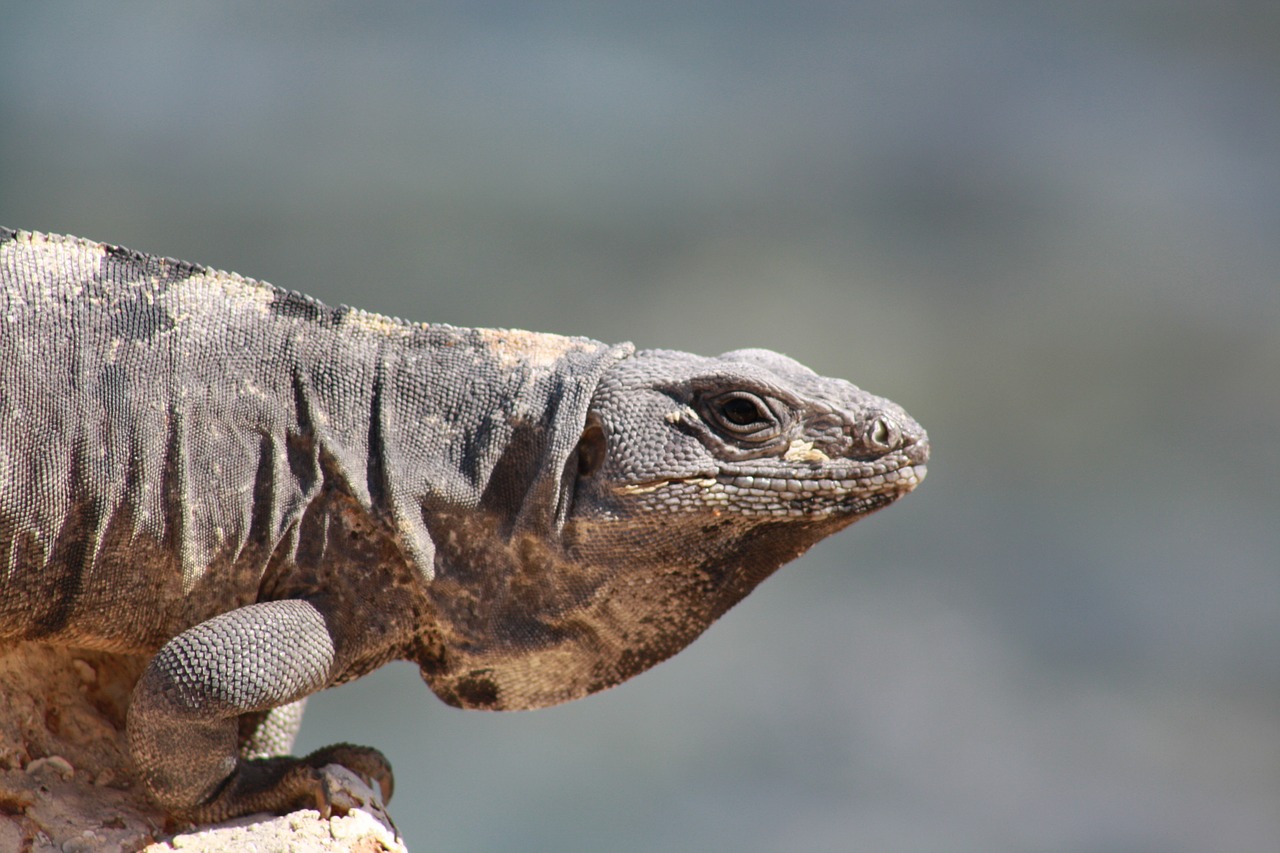 lizard cancun iguana free photo