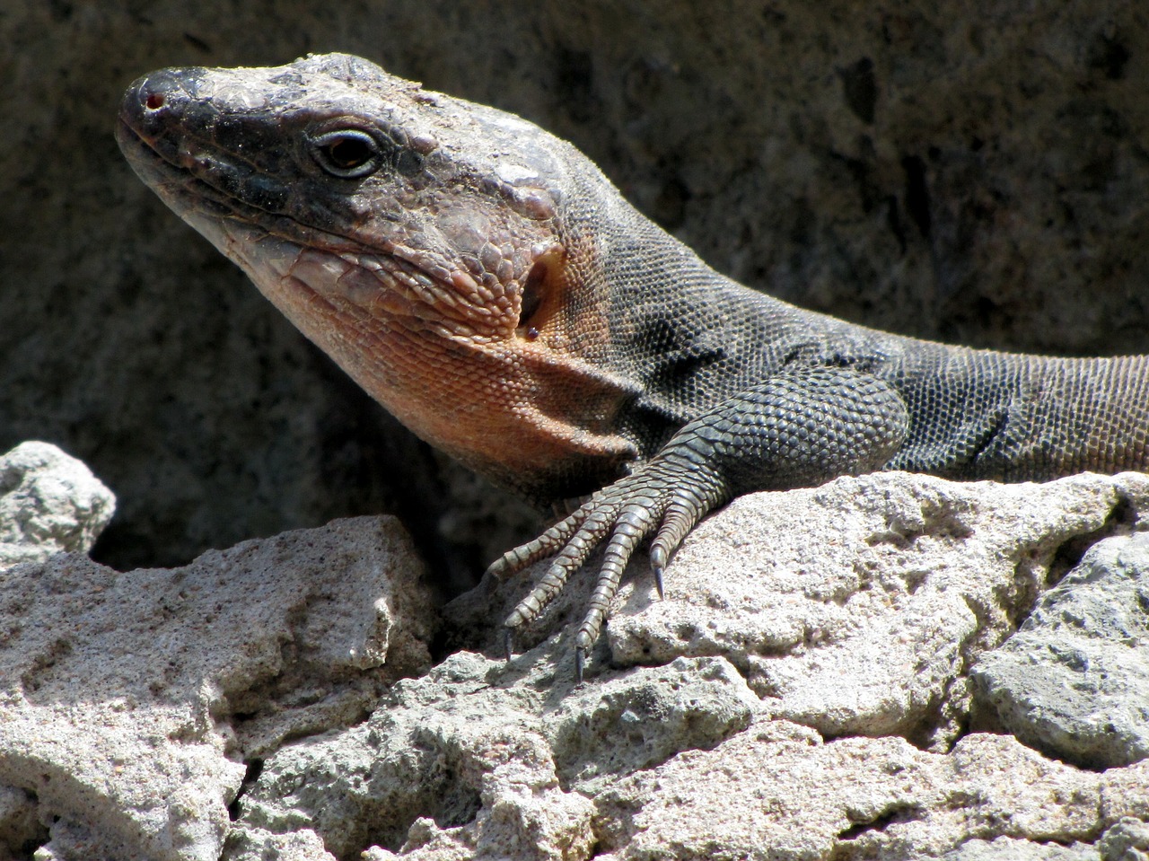 lizard rock reptile free photo