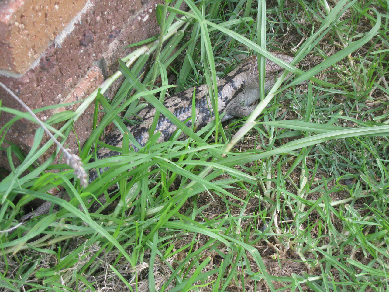 lizard blue-tongue lizard free photo