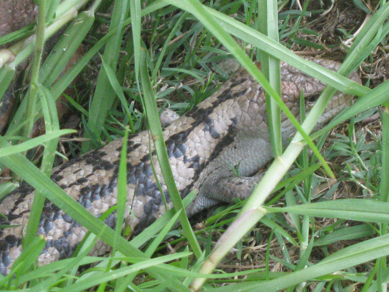 lizard blue-tongue lizard free photo