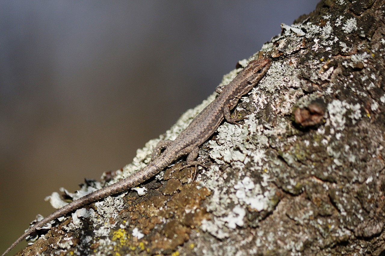 lizard camouflage nature free photo
