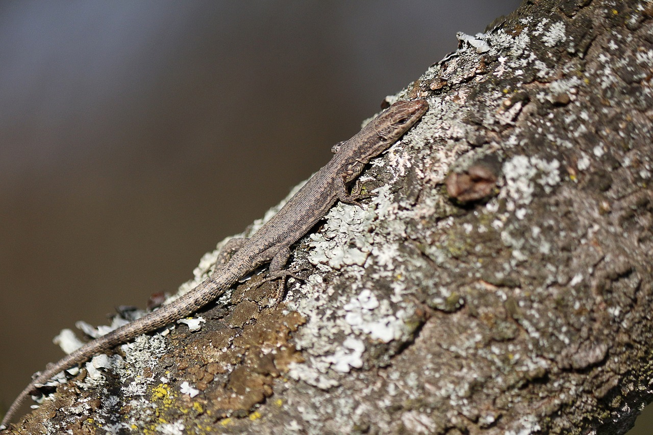 lizard camouflage tree free photo