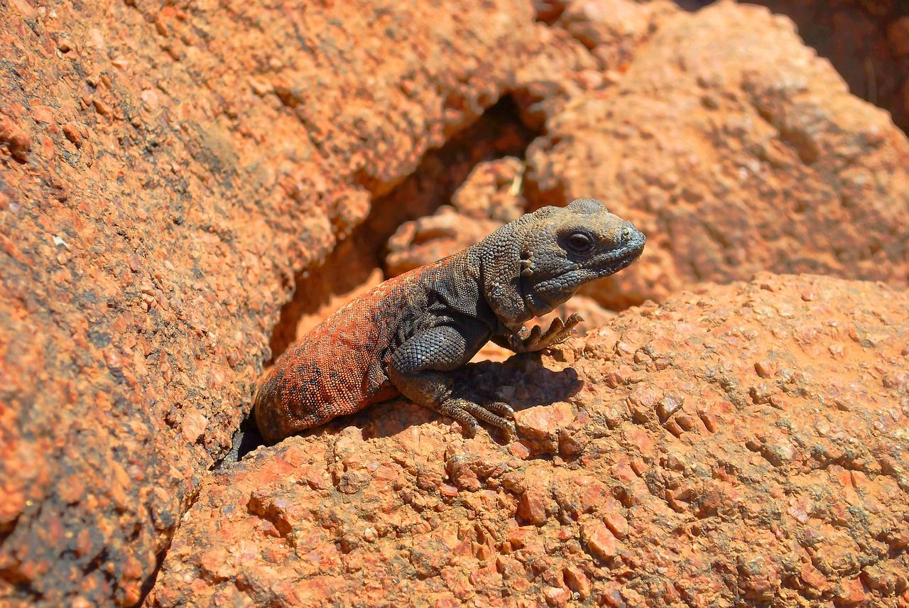 lizard reptile rock free photo